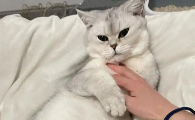 猫咪脖子里面摸着像瘤是什么
