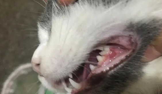 猫咪口炎拔牙后复发几率大不大 猫咪口炎拔牙后复发几率大不大