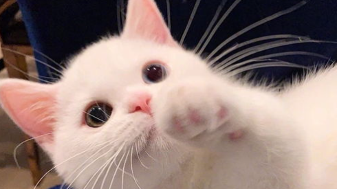 猫咪长期过度洁净、频繁干洗擦拭，会诱发哪些皮肤隐性损伤？