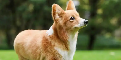 狗狗脚垫干裂是什么原因导致的 狗狗脚垫干裂是什么原因导致的