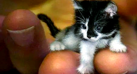 皮堡斯猫能生小宝宝吗?揭秘世界最小猫咪的秘密 皮堡斯猫能生小宝宝吗?揭秘世界最小猫咪的秘密