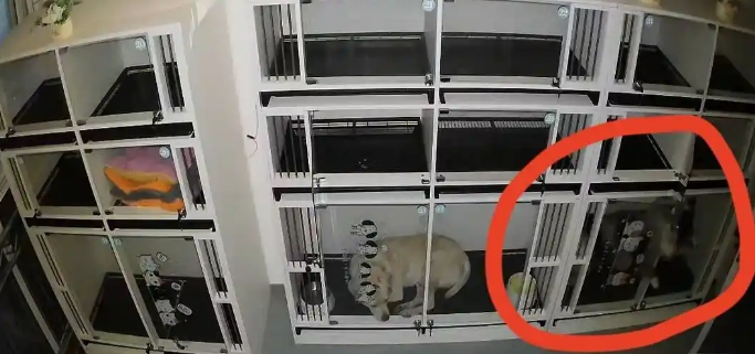 边牧寄养十余小时后死亡,多次协商未果,犬主起诉宠物店 边牧寄养十余小时后死亡,多次协商未果,犬主起诉宠物店