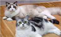 Z世代与「猫爸爸」推动美国养猫热潮持续升温