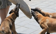 广州开展2026年犬只狂犬病集中免费免疫活动