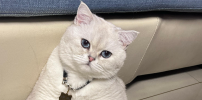 猫咪角膜溃疡多久能愈合好 猫咪角膜溃疡多久能愈合好