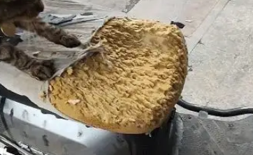 流浪猫偏爱挠座垫,大哥不舍驱赶,那是它用爪子写下的“情书” 流浪猫偏爱挠座垫,大哥不舍驱赶,那是它用爪子写下的“情书”