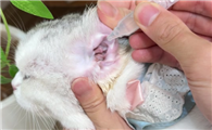 猫咪总频繁甩耳朵是生病了吗?
