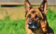 Golden Pet Brands筹备纽交所首次公开募股