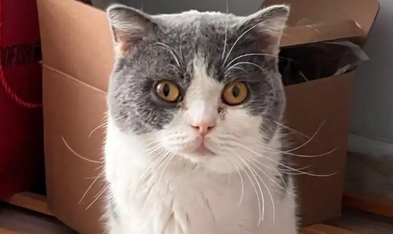 猫下巴有块硬硬的东西是啥