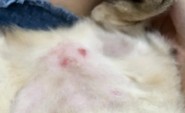 公猫肚子上长粉色痘痘是怎么了