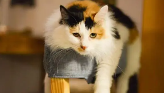 猫咪耳螨反复是什么原因造成的 猫咪耳螨反复是什么原因造成的