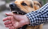 狗狗狂犬病毒怎么来的