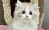 猫咪做脐疝手术需要注意什么