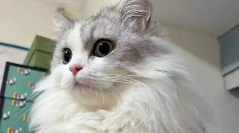 猫胰腺炎一般几天能好