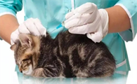 猫咪体内有蛔虫该如何驱虫处理