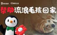 腾讯微保联合腾讯公益发起“帮助流浪毛孩儿回家”活动