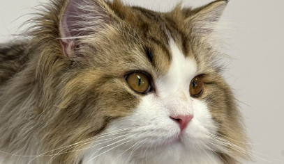 猫咪弓形虫病能治好吗