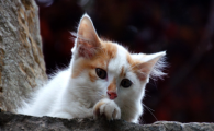 猫咪肾原性贫血症状有哪些表现