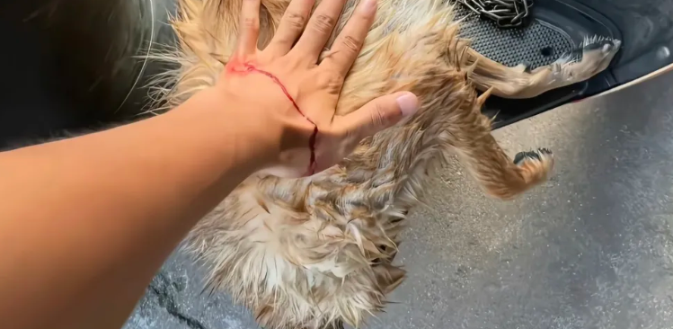 网红田园犬彪哥突发中毒死亡，投毒事件会查到凶手吗？