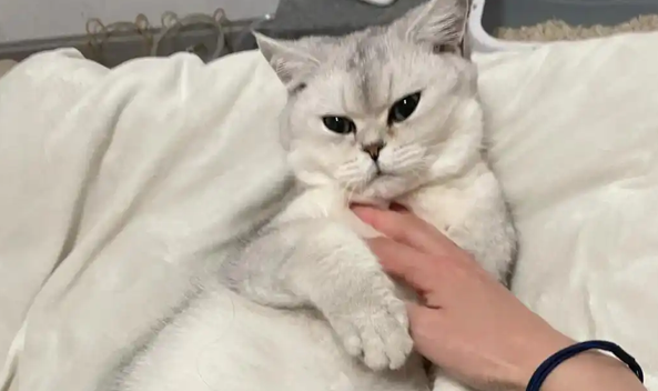 猫咪脖子里面摸着像瘤是什么