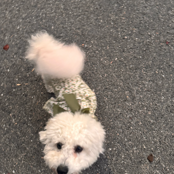 宠物软骨素哪个好?诺瑞仕PET NOURISH实现宠物关节无痛调理 宠物软骨素哪个好?诺瑞仕PET NOURISH实现宠物关节无痛调理