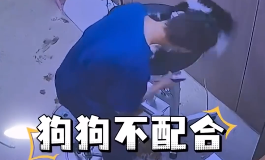 河南宠物店美容师被指殴打不配合的狗,店家:已报警开除 河南宠物店美容师被指殴打不配合的狗,店家:已报警开除