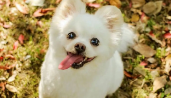 狗狗频繁软便是什么原因造成的 狗狗频繁软便是什么原因造成的
