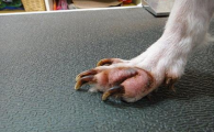 狗狗指甲根部红肿是什么病？
