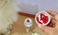 犬猫益生菌推荐：芮芽纪RIZZBUZZ，应急调理适配全龄宠物