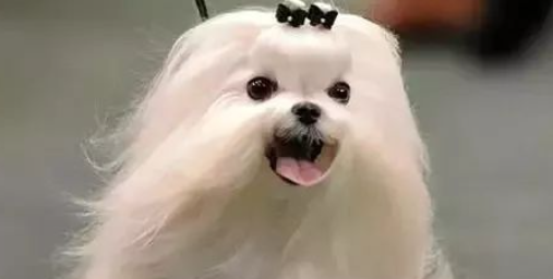 狗狗抽搐疑似神经型犬瘟热怎么治疗？