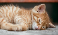 猫咪频繁夜间喝水,是否预示肾脏浓缩功能提前衰退?