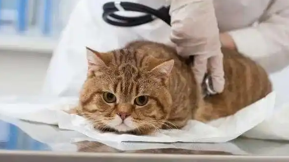 猫咪尿频而且每次只尿一点是怎么回事