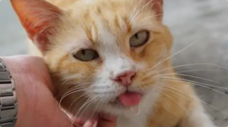 猫咪过度流涎且吞咽困难？