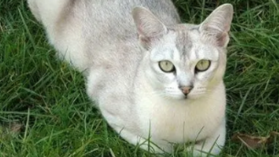 猫咪掉毛伴随皮肤红斑怎么办 猫咪掉毛伴随皮肤红斑怎么办