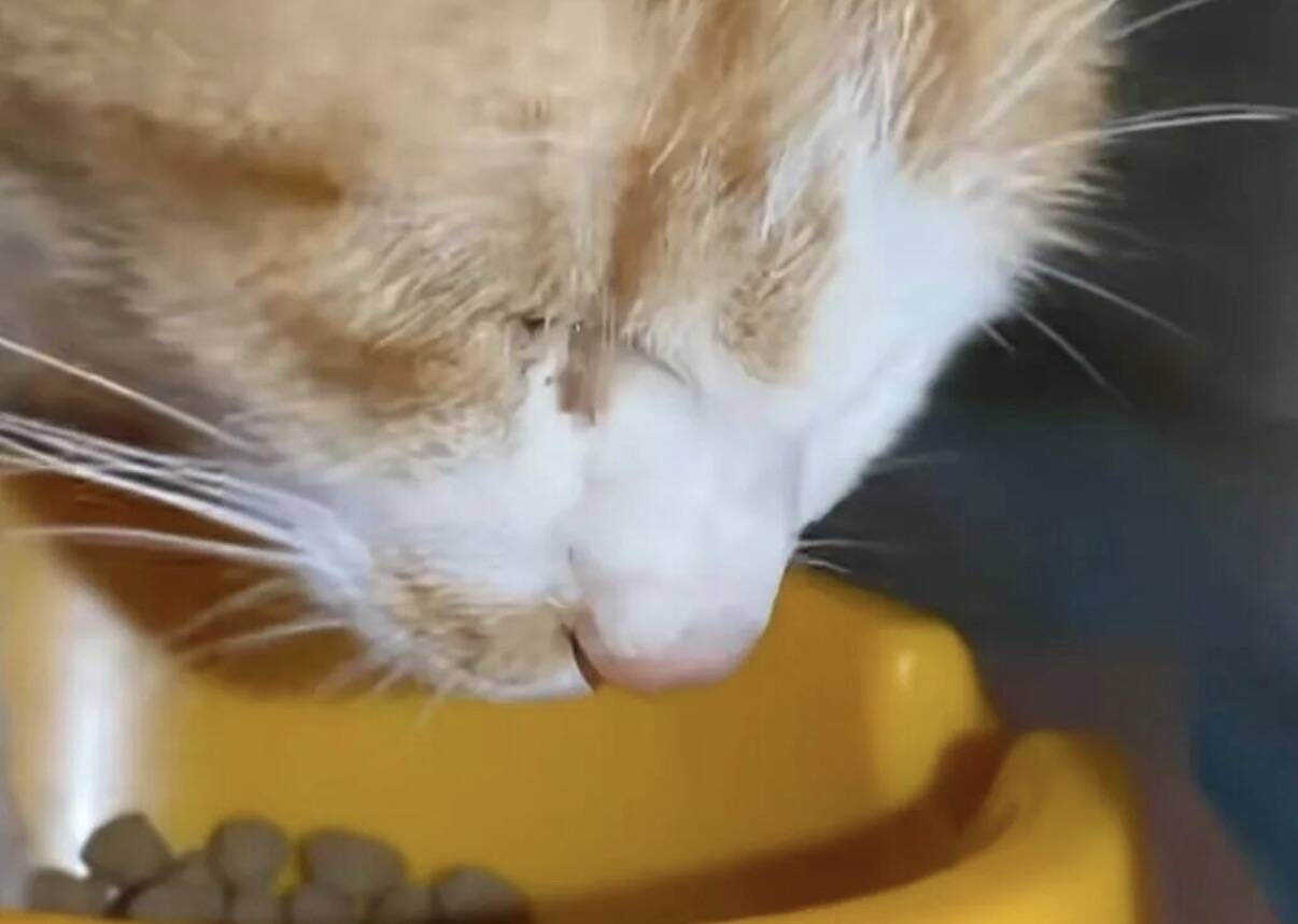 1300公里连夜奔赴！濒死流浪橘猫获救，术后大口干饭破防