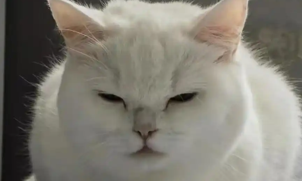 猫不吃东西四肢瘫软站不起来怎么回事