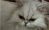 怎么初步判断猫咪是否患上猫传腹?