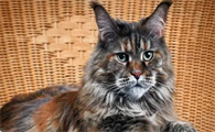 猫咪脱毛厉害怎么办
