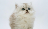 猫咪排尿时痛苦嚎叫？