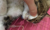 猫咪吐毛球频率过高正常吗？