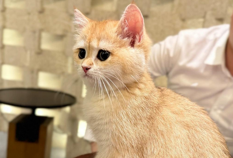 猫鼻支就是杯状病毒吗