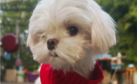 狗狗软骨病的症状怎么样治疗