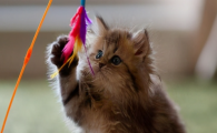 猫咪从不感冒却频繁鼻塞,难道不是呼吸道问题?