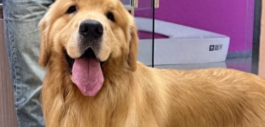 狗狗吃完就呕吐是什么病症