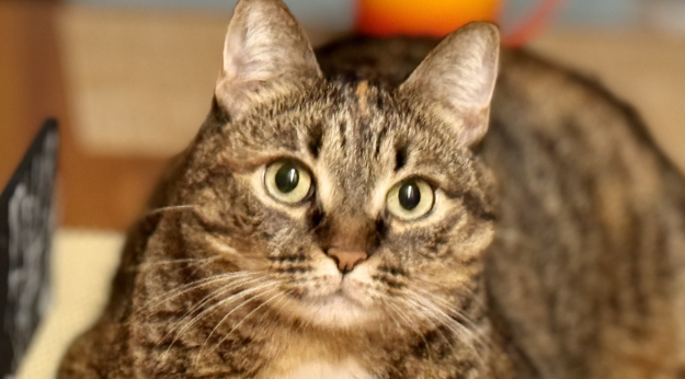 猫一抽一抽的抖动是怎么回事
