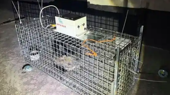 流浪猫被困小区屋顶，社区多方联手暖心营救