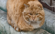 猫咪虹膜黑色素瘤恶性概率高吗能活多久
