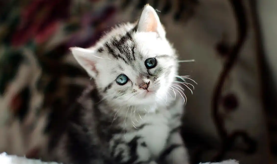 猫咪晚上一直叫还刨门怎么办