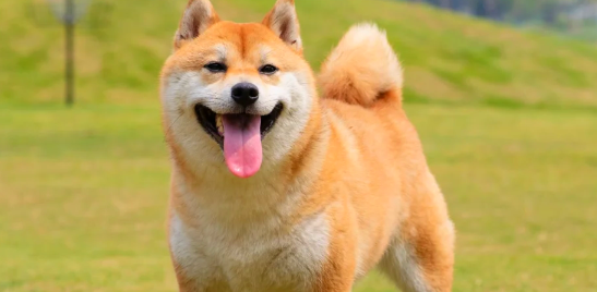 狗大半夜一直叫什么原因