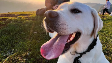 犬胰外分泌不足怎么检查 犬胰外分泌不足怎么检查